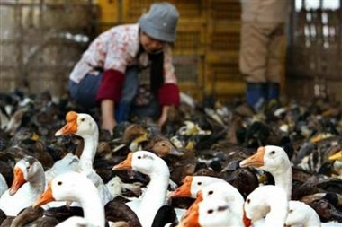 UN expert says bird flu 