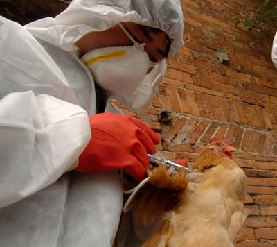 Chicken vaccinated in Xiangtai