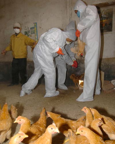 Chicken vaccinated in Xiangtai