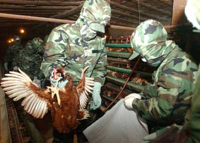 China to call for bird flu cooperation at APEC