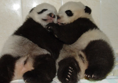 Twin panda cubs in Wolong
