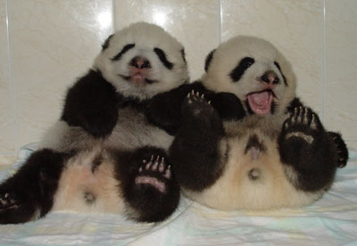 Twin panda cubs in Wolong