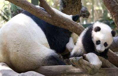 Panda cub on show at US zoo