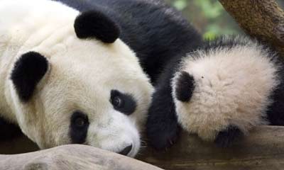 Panda cub on show at US zoo