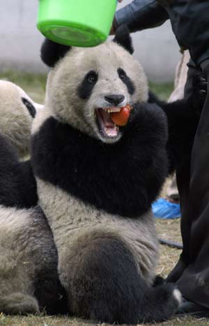 Mainland to unveil panda couple to Taiwan 
