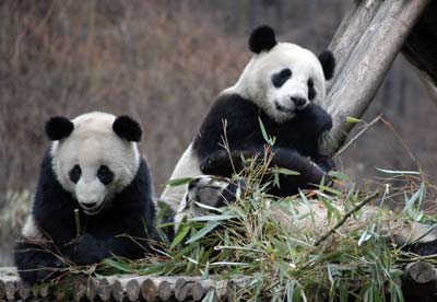 Giant pandas enjoy snowfall in Sichuan