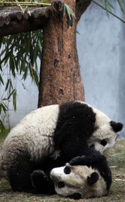 Giant pandas enjoy snowfall in Sichuan