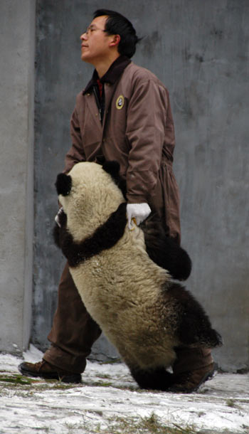 Giant pandas enjoy snowfall in Sichuan