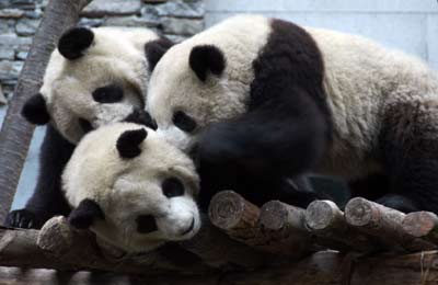 Giant pandas enjoy snowfall in Sichuan