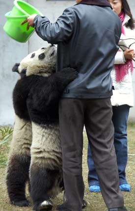 Mainland to unveil panda couple to Taiwan 