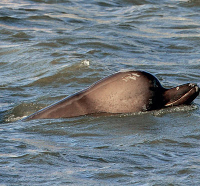 Whale in River Thames causes a wave