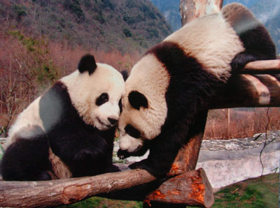 Names of panda couple for Taiwan unveiled