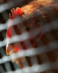 New human case of bird flu found in Fujian