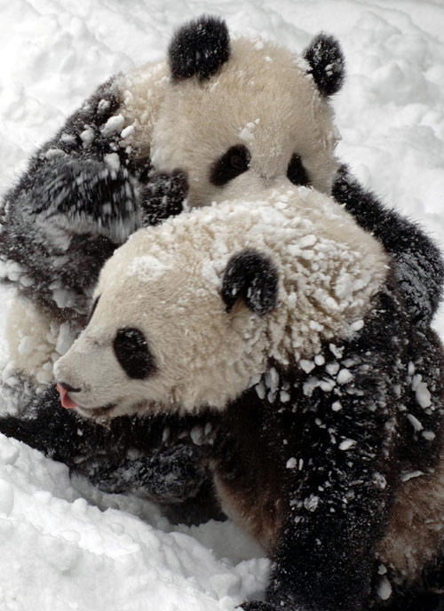 Snow fun for panda pair