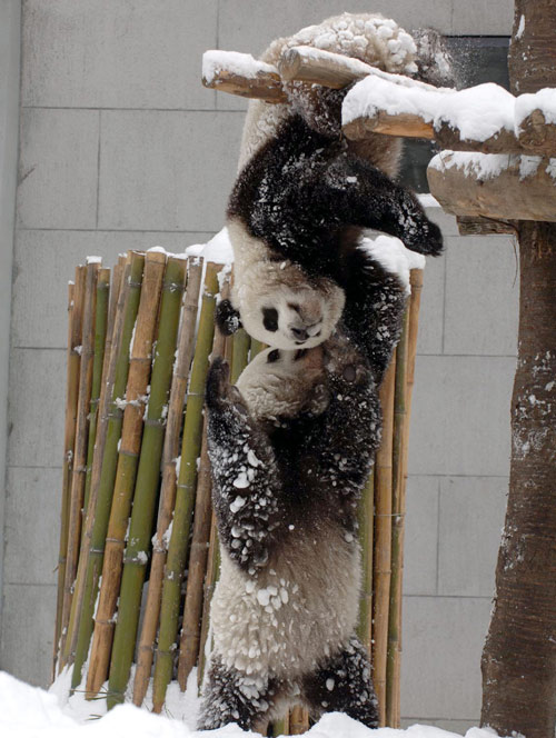 Snow fun for panda pair