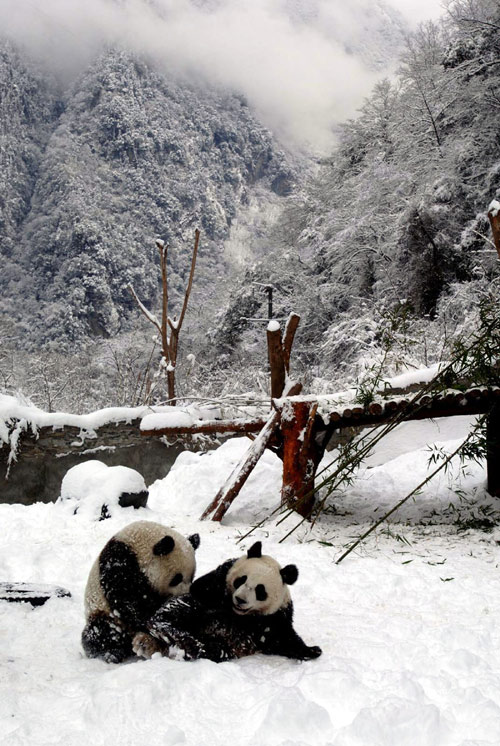 Snow fun for panda pair