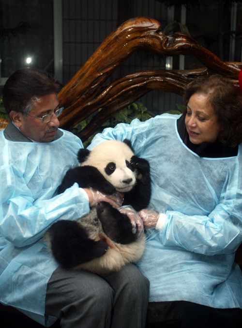 Musharraf enjoys panda fun in Sichuan