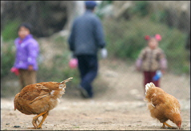 China warns of bird flu risk as spring arrives