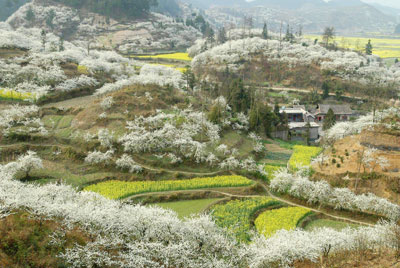 Beautiful spring scenery in Guizhou