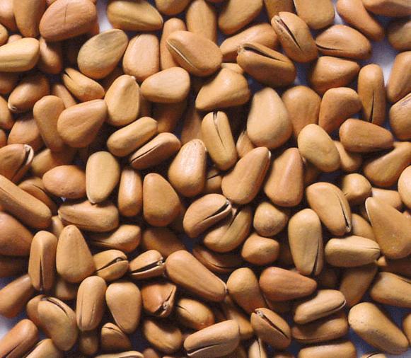 Pine nuts