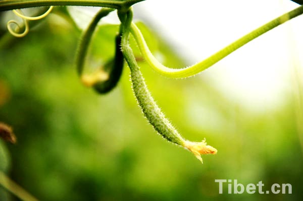 Enjoying a bumper vegetable harvest in Tibet