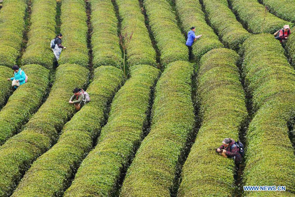 Tea plucking season in China's Guizhou