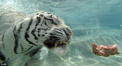 孟加拉白虎水下觅食 呲牙咧嘴状触目惊心（图）