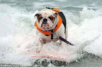 美举行狗狗冲浪赛 胜者可参加好莱坞电影试镜