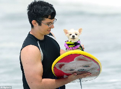 美举行狗狗冲浪赛 胜者可参加好莱坞电影试镜