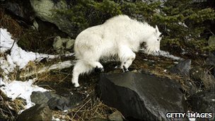 一名美国登山者公园内遭野生白山羊袭击丧生
