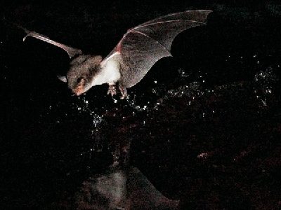 欧洲首次发现捕鱼蝙蝠