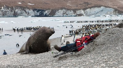 摄影师海滩惬意打盹 4吨象海豹与其“亲密接触”