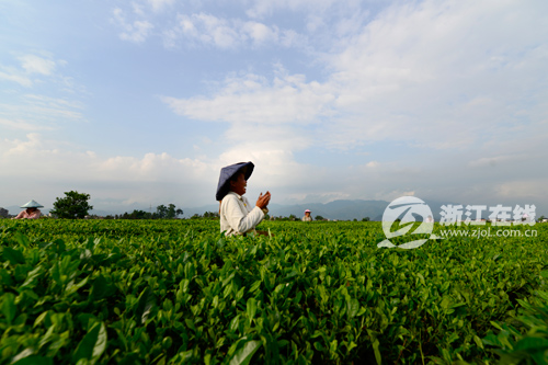 每亩产值上万 一片清茶叶让一座村子走上致富路