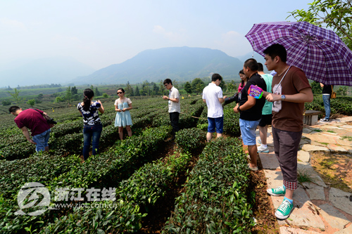 每亩产值上万 一片清茶叶让一座村子走上致富路