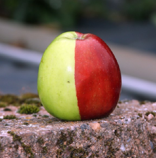 （图片新闻）英国发现罕见苹果 半红半绿犹如合成