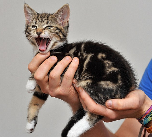 “喵喵！我是猫！” 英国虎斑猫持有天然“名片”