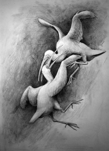 科学家发现史前“忍者鸟”化石 使双截棍、男女平等