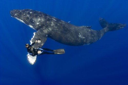 与驼背鲸海底共舞拍照片 南美洲摄影师感叹运气好