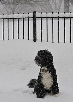 暴风雪持续袭击美国东部 多地进入紧急状态