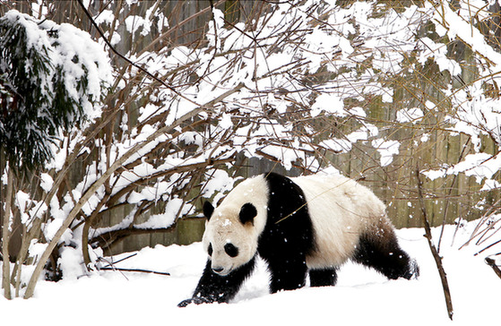 两只大熊猫回国美粉丝惜别 “泰山”曾经做红娘