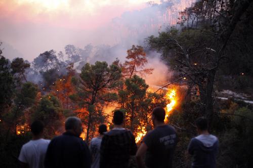 以色列北部发生山火约40人死亡 呼吁多国援助