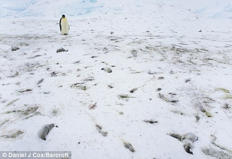 南极帝企鹅集体哀悼死亡幼仔 场面悲壮