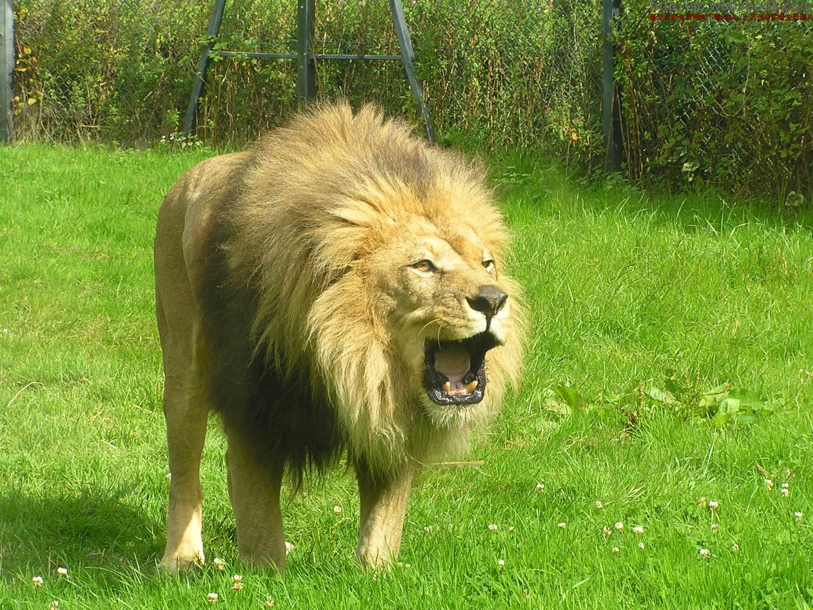 土耳其动物园老虎杀死狮子 一爪击破颈静脉！