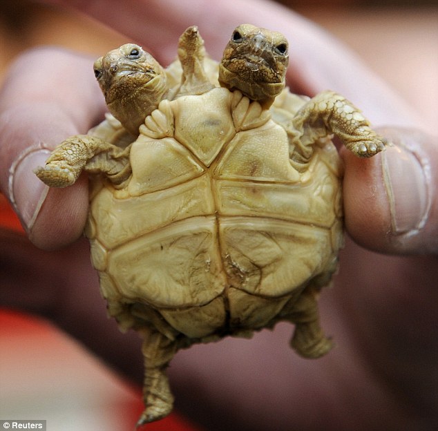 斯洛文尼亚发现双头五腿龟 奇特造型令人惊叹