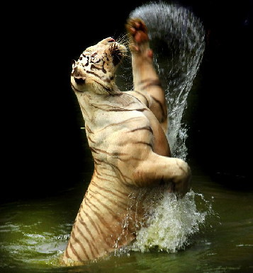图：摄影师拍下雌性孟加拉虎凶猛“夺食”精彩画面