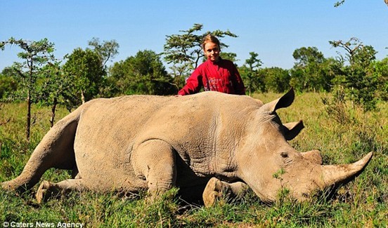 奇特的友谊：俄12岁女孩与2吨重肯尼亚野生犀牛成伙伴