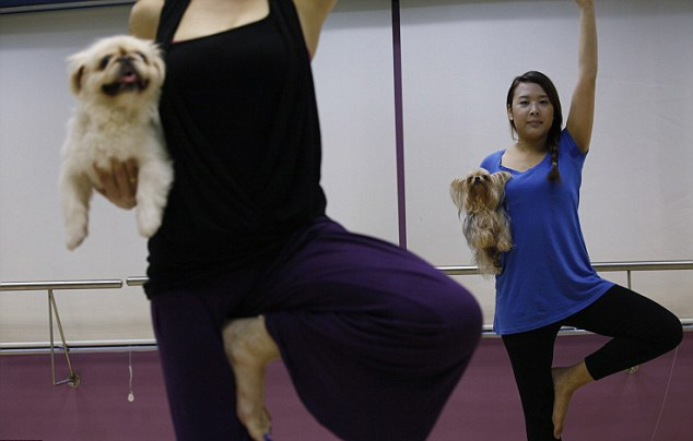 香港等地兴起“狗狗瑜伽” 促进主人和宠物交流沟通