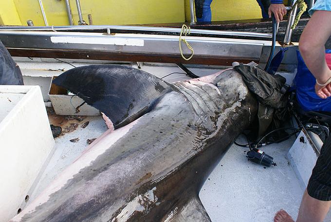 大白鲨跳上科考船酿险情 吊车将其送回海里