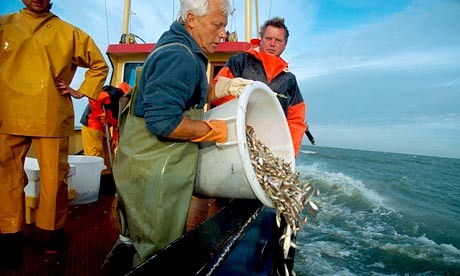 欧盟渔业配额痼疾深 27亿英镑鳕鱼被迫扔回大海