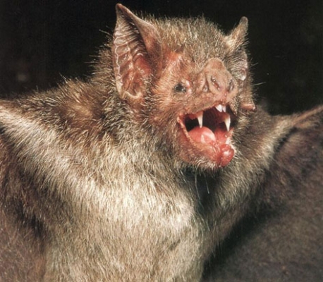 美国出现首例因吸血蝙蝠而感染狂犬病致死病例